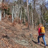 Ausschau nach der Küchenschelle im Felsen