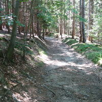 Hohlweg im Wald hoch