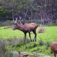 Wildpark an der Burg Wissem