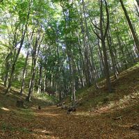 Aufstieg zum Hörselberg durch den Wald.