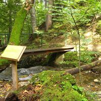 Themenweg - Mythenweg - Timberland Trail - Köhlerweg