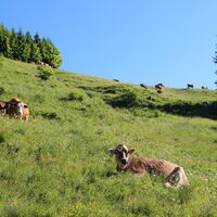 Kühe auf dem Weg zur Kappeler Alp