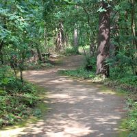 Waldweg am Rollstuhlwanderweg