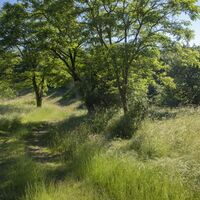 Naturschutzgebiet Wartekopf oberhalb von Ulmet