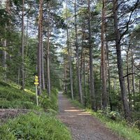 .. und weiter auf ebenem Waldpfad