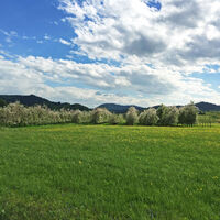 Obstplantagen im Renchtal