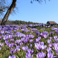Zavelsteiner Krokusblüte