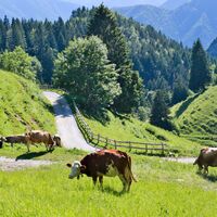 Weiden unter der Malga Trat