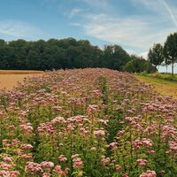 Blumenfeld bei Raboldshausen am Kochersteig
