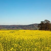 Rapsfeld in Gaildorf (Symbolbild Sommer)