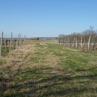 zwischen Linatal- und Holzergraben