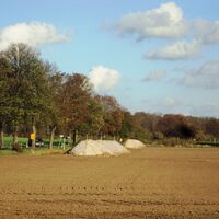 Zuckerrübenfeld bei Salzgitter-Groß Mahner