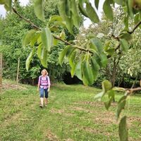 Der Weg führt durch Obstgärten durch