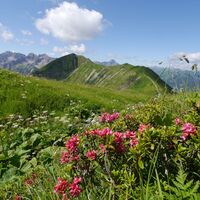 Alpenrosen am Schlappoltkopf