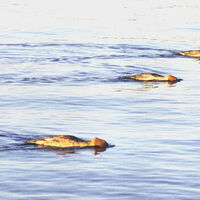 Haubentaucher bei der Nahrungssuche