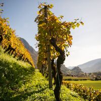 Weinberg Walenstadt