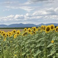 Sonnenblumenfeld entlang des Weges