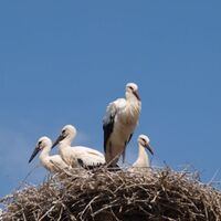Jungstörche im Nest