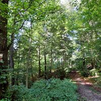 Waldpfad an der Lourdes Grotte