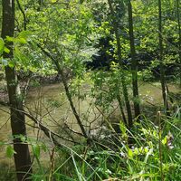 Weiher im Hollertal nahe Clausen