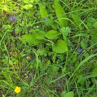 Flora