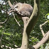 Waschbär Wildpark Bilsteintal Warstein