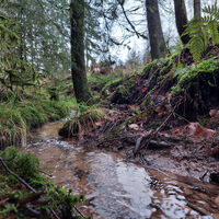 Im Wald