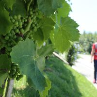 Pflanzenvielfalt in Bad Waltersdorf