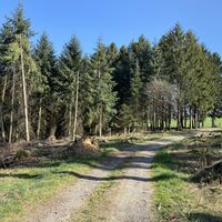 Übergang in den Wald