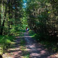 Weg in den tieferen Wald - Meiningen