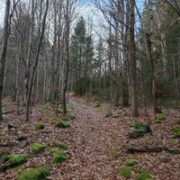 Aufstieg im Wald nach einer geteerten Forststraße