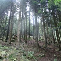 Wälder zwischen Plà und Chiot la Sella