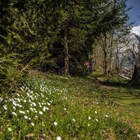 20250428_Leitenrundweg_3748.jpg
