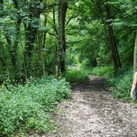 Der erste Teil des Weges führt über die östlichen Hänge des Ivanec entlang einer Forststraße