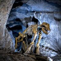 Höhlenbär in der Lurgrotte Peggau