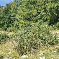 S2-Abfahrt vom Bocchetta die Terrabiotta