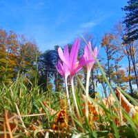 Pernitz/Ortmann - Hohe Mandling - Waxeneckhaus - Auf dem Hals - Kreuth - Muggendorf
