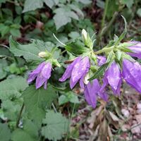 Flora