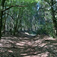 Hohlweg Ilsetalpfad