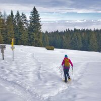Almwiesen im Gipfelbereich