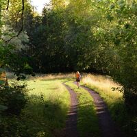 Lichtung im Wald
