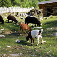 Streicheltiere auf der Filzmoosalm