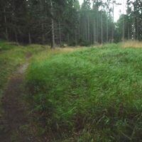 Waldlichtung