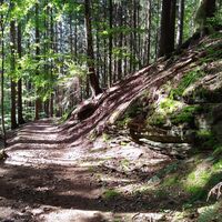 Herzlich Willkommen auf dem Waldweg