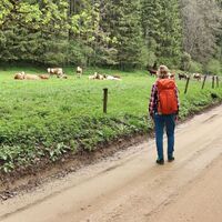 Auf der Forststraße wandern wir Richtung Hafning