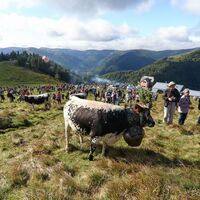 Vallée de Munster - Die Transhumanz