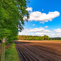 Wanderweg am Rand vom Forst Buhlen