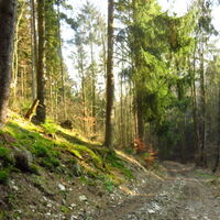 Waldweg - Aufstieg zum Oberbecken