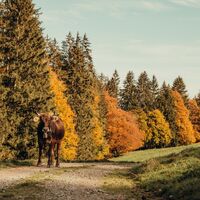 Allgäuer Braunvieh im Steigbachtal
