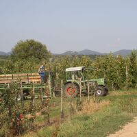 Apfelernte mit Aussicht aufs Siebengebirge